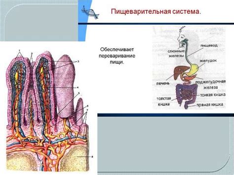 Нормализация работы пищеварительной системы