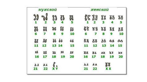 Нормальное количество хромосом у человека