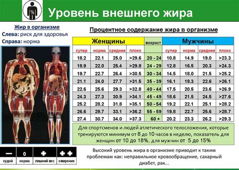 Норма процента жира в организме