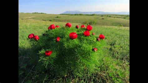 Ностальгия по родному дому и природе