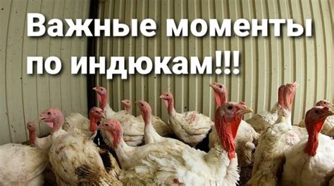 Нюансы подачи индейки младенцу