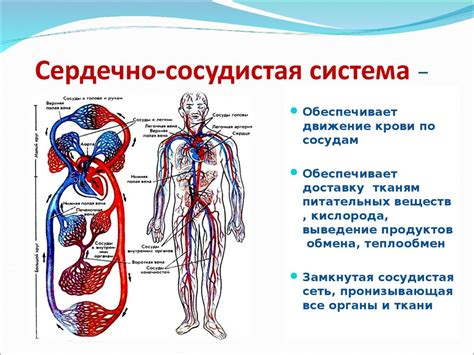 ОГК и сердечно-сосудистая система