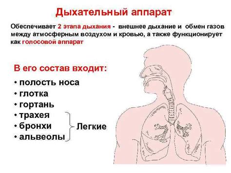 Обеспечение защиты дыхательной системы