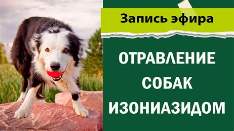 Обеспечьте безопасность собаки и кота