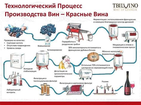 Обзор процесса производства вина