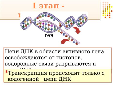 Области применения исследований массы цепи ДНК