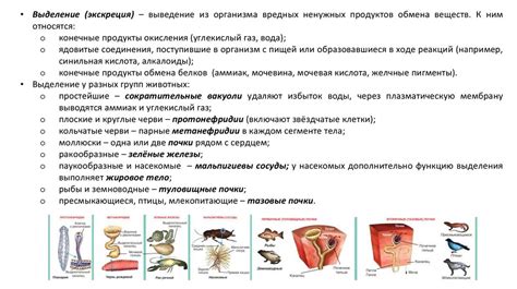 Обмен веществ и выделение продуктов обмена