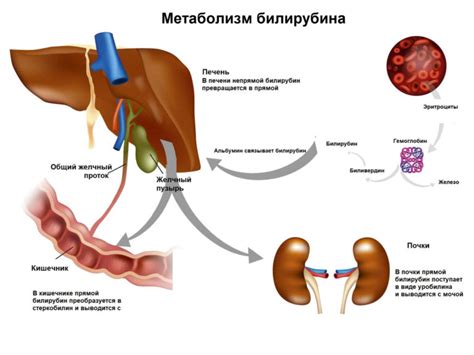 Образование билирубина в организме