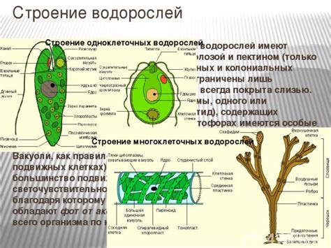 Образование и структура зооспор у различных видов водорослей