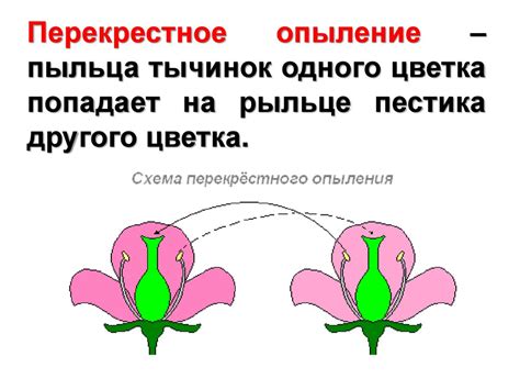 Образование цветков и опыление