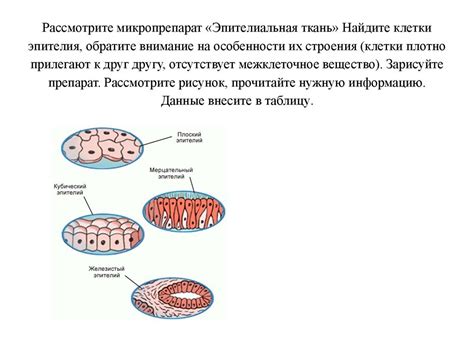 Обратите внимание на анатомические особенности