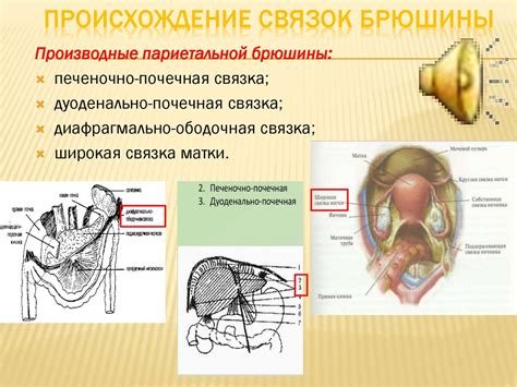 Обращение внимания на детали и анатомические особенности