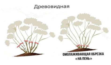 Обрезка гортензии древовидной осенью