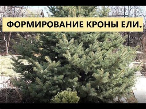 Обрезка и формирование кроны ели: