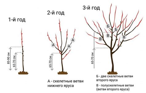 Обрезка и формирование хойи