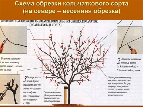 Обрезка калины: секреты формирования куста