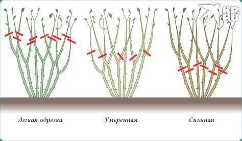 Обрезка комнатных роз