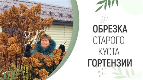 Обрезка куста гортензии