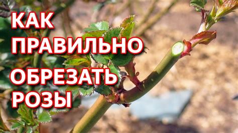 Обрезка роз весной