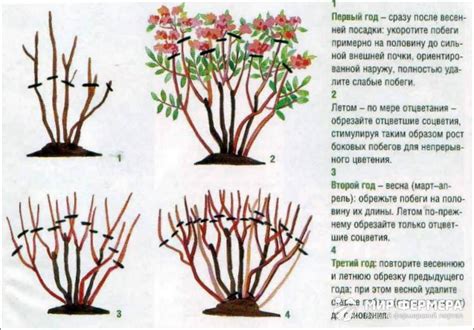 Обрезка сирени для стимуляции цветения