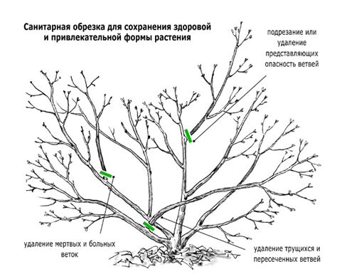 Обрезка туев для формирования красивого вида