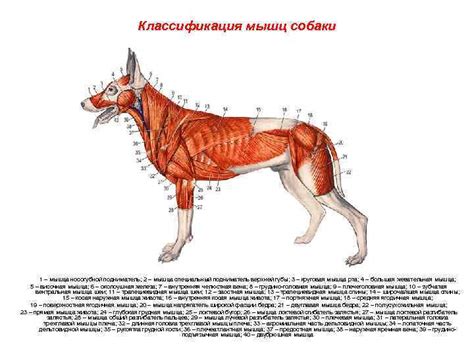 Обследование и диагностика травмы головы у собаки