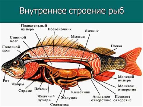 Обтекаемая форма тела у рыб