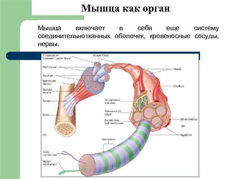 Обучитесь основам анатомии котиков