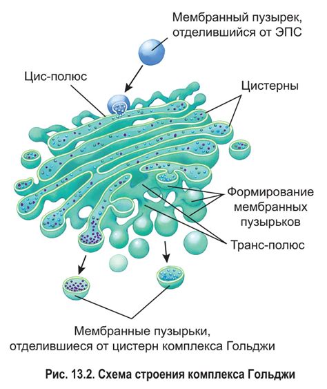 Общая структура аппарата Гольджи