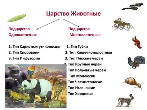 Общая структура животных