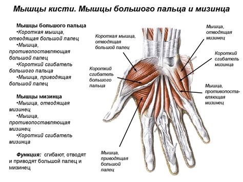 Общая форма руки и пальцев