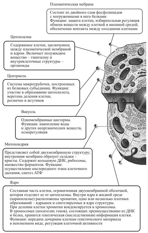 Общие понятия о биологическом возрасте