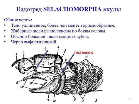 Общие пропорции акулы