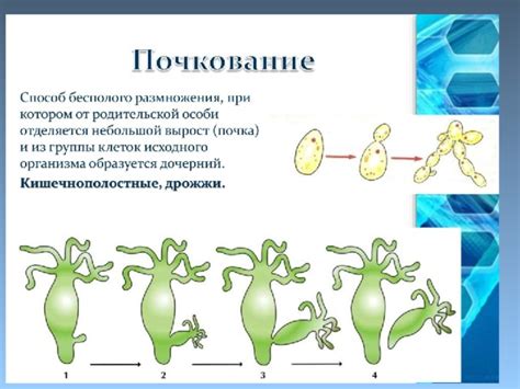 Общие черты всех форм бесполого размножения