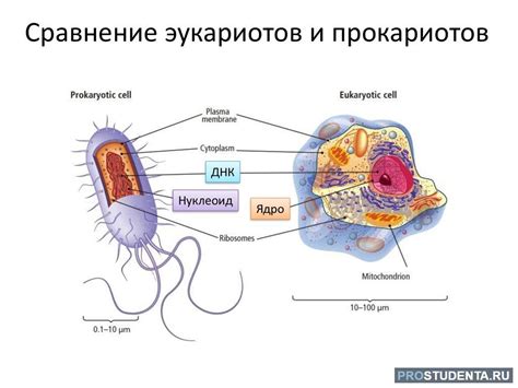 Общие черты эукариот и прокариот