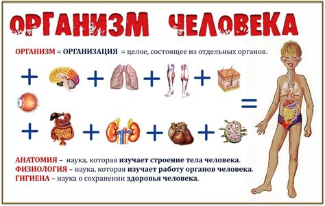 Объяснение организма в биологии