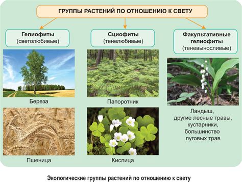 Ограничения на животные и растения