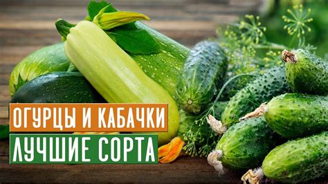 Огурцы и кабачки: секреты успешной подкормки