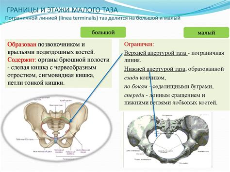 Одним из важнейших компонентов мужского организма является малый таз.