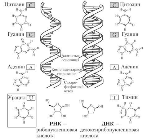 Одноцепочечная структура РНК