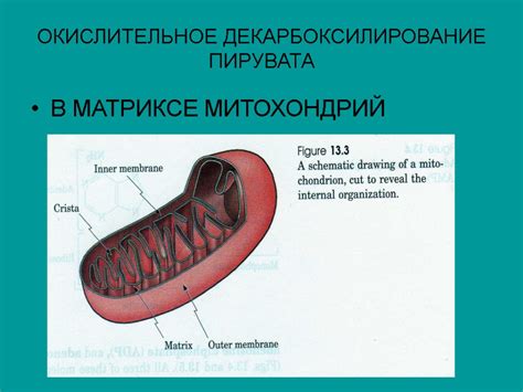 Окислительное фосфорилирование в матриксе митохондрий