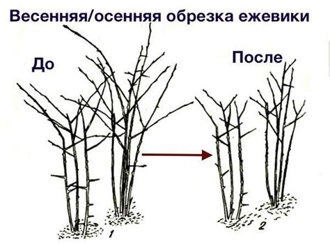 Окончание обрезки растения