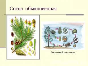 Окружающие растения и их роль для сосны