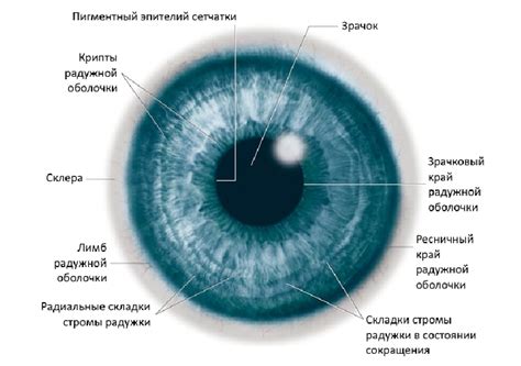 Окружность глаза и положение радужки