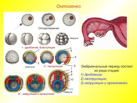 Онтогенез: от зиготы до новорожденного