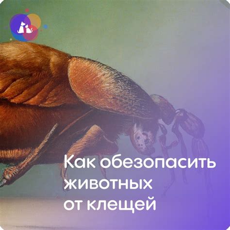 Опасности, которые несут клещи для животных и людей