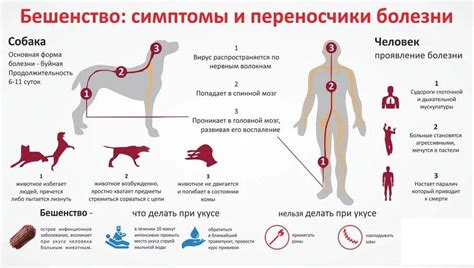 Опасности бешенства кота для человека и других животных