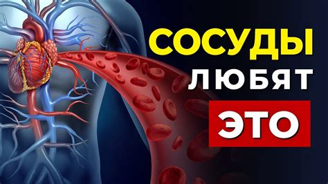 Опасности густой крови для сердечно-сосудистой системы