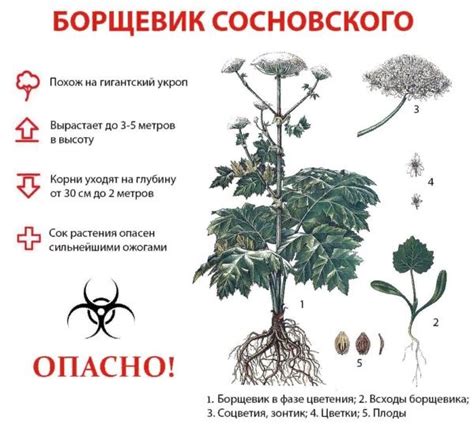 Опасные растения для щенков