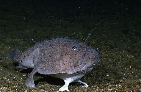 Опасные существа под водой - стражи глубин